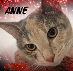 Anne image 2