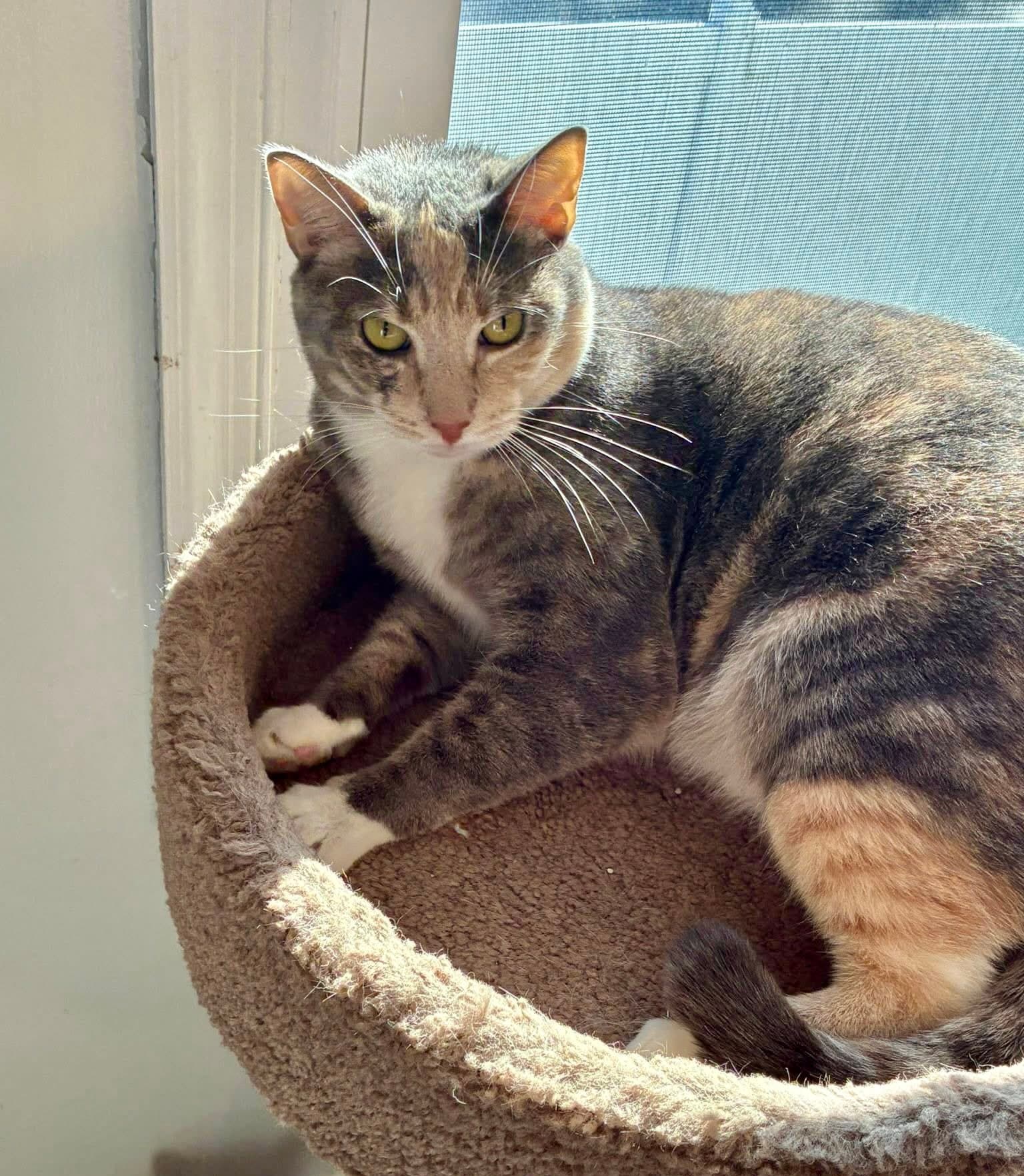 Anne - Domestic Short Hair