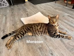 Monsoon image 4