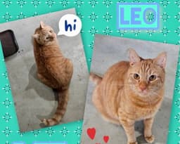 Leo image 3