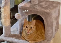 Leo image 2