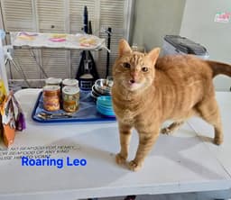Leo image 1
