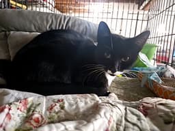 Friskies image 2