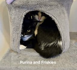 Friskies image 3