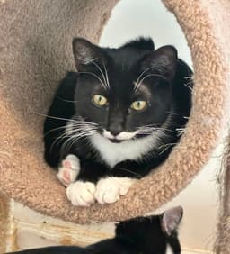 Friskies image 4
