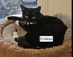 Friskies image 1