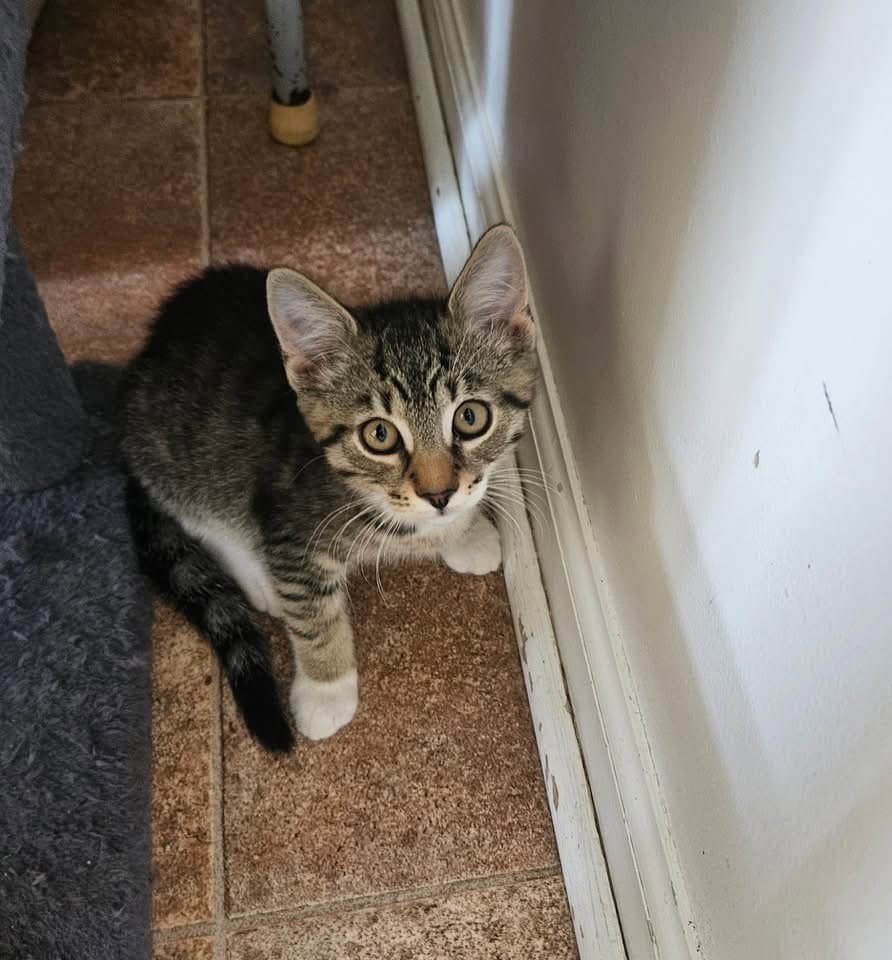 Syrup - Domestic Short Hair