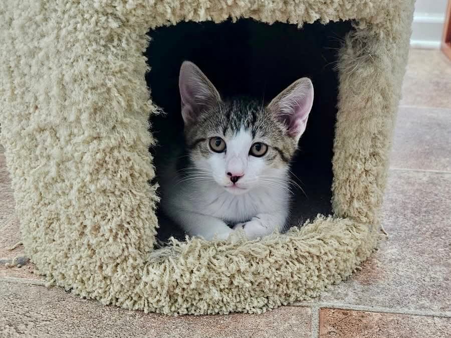 Waffles - Domestic Short Hair