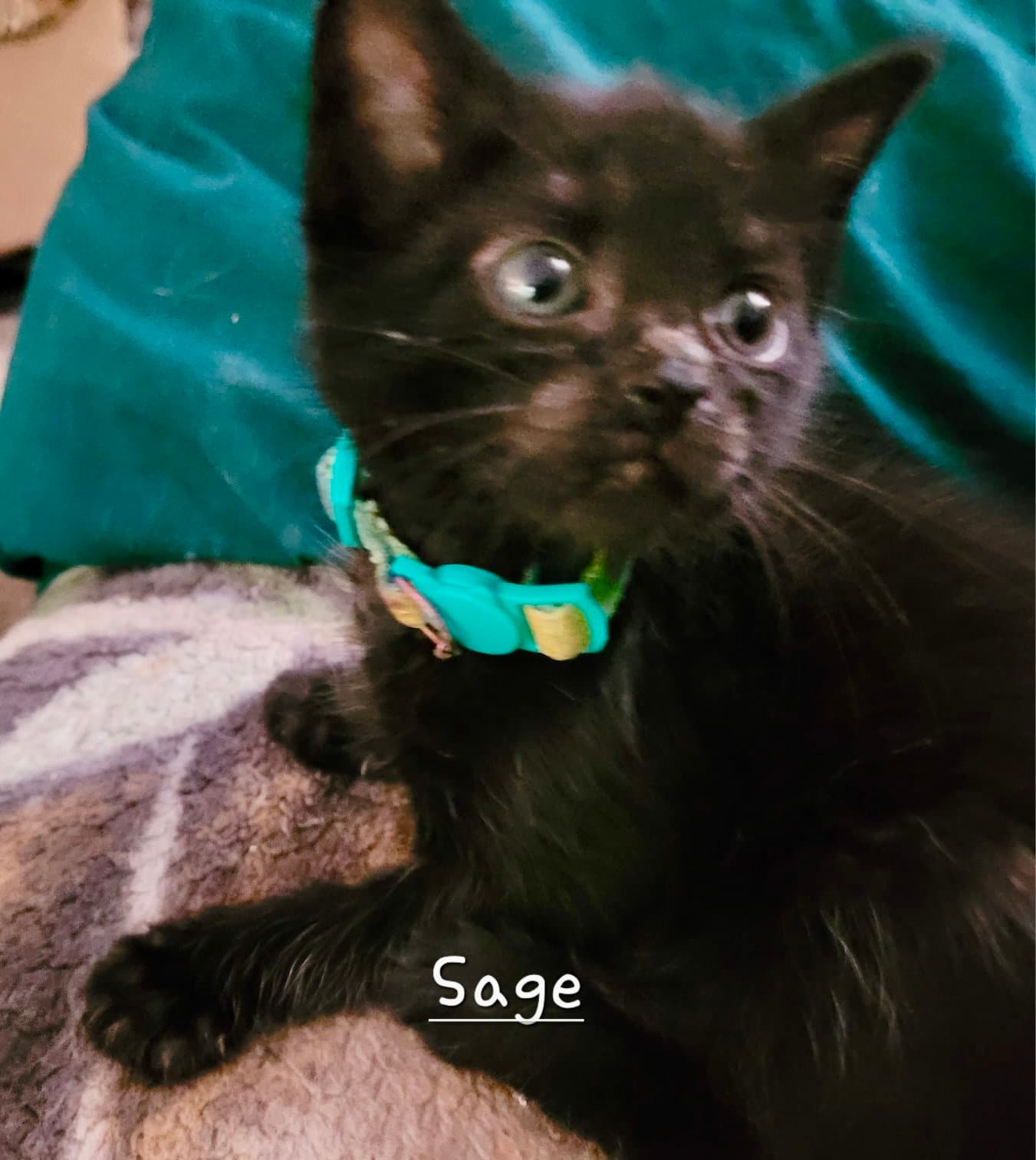 Sage - Domestic Short Hair