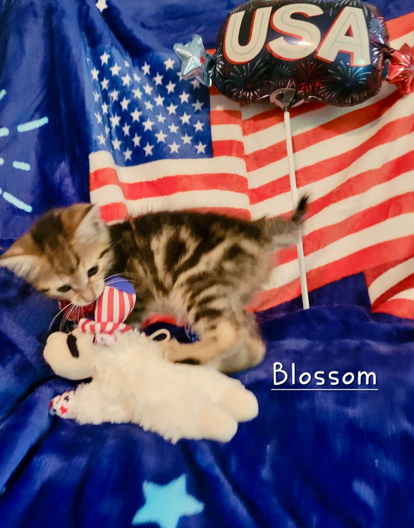 Blossom - Domestic Short Hair