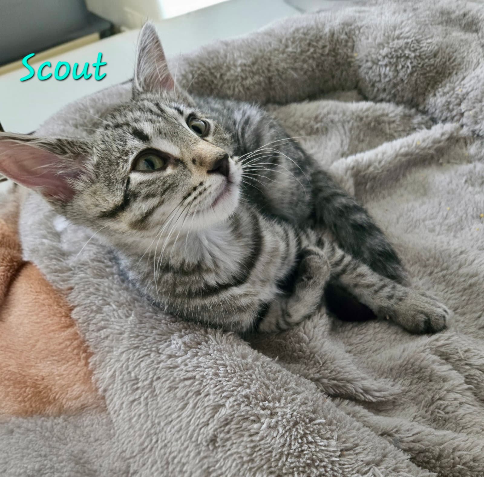 Scout - Domestic Short Hair