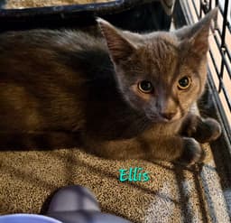 Ellis image 1