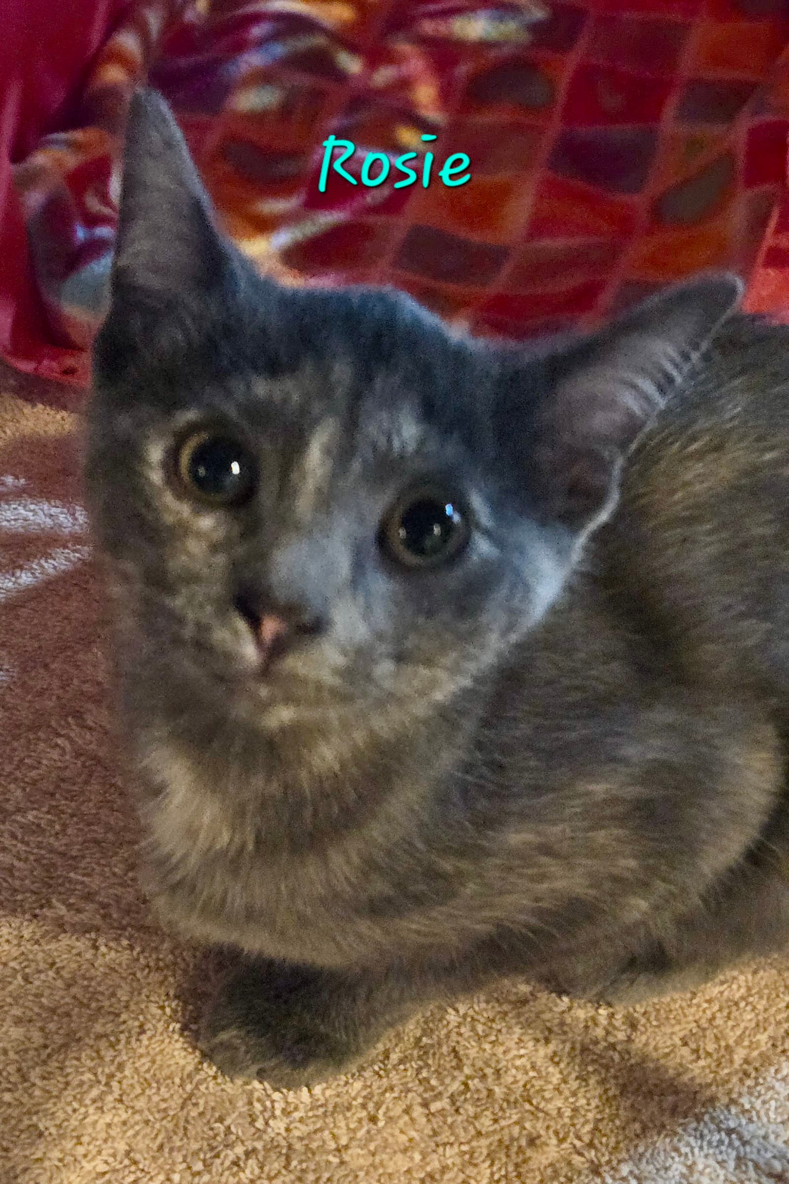Rosie - Dilute Tortoiseshell