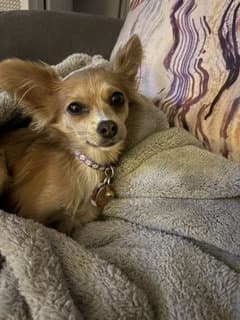 A Gabriella - Chihuahua