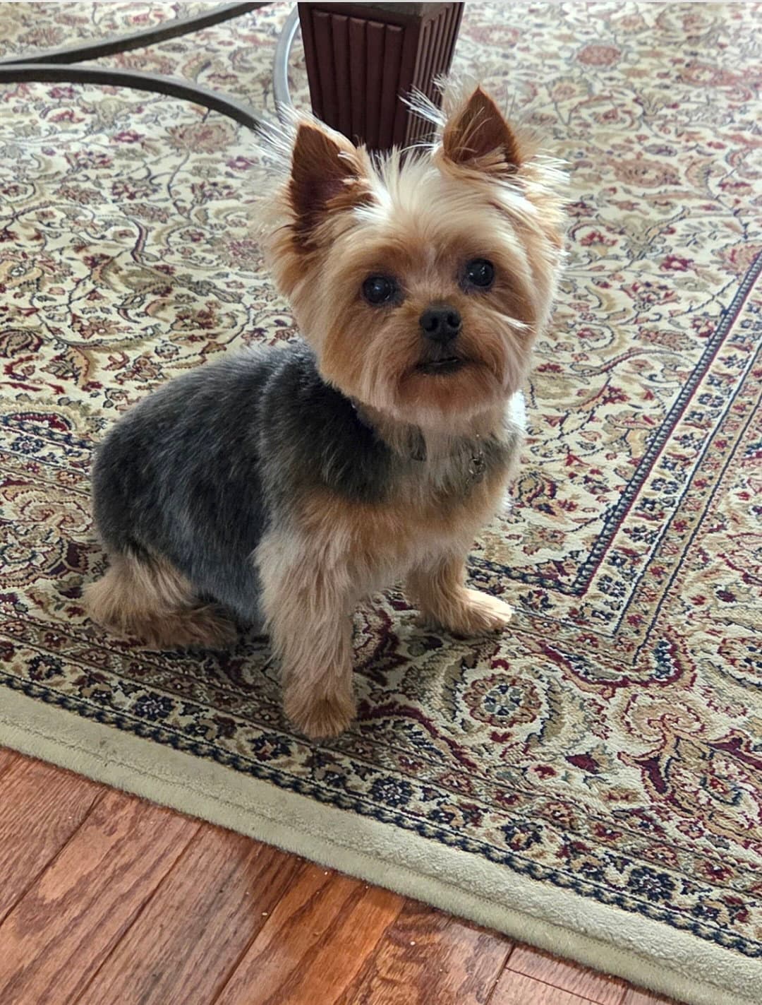 A Angelica - Yorkshire Terrier Yorkie