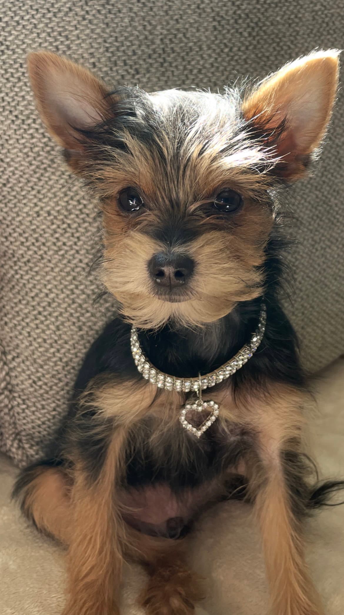 A Gia - Yorkshire Terrier Yorkie