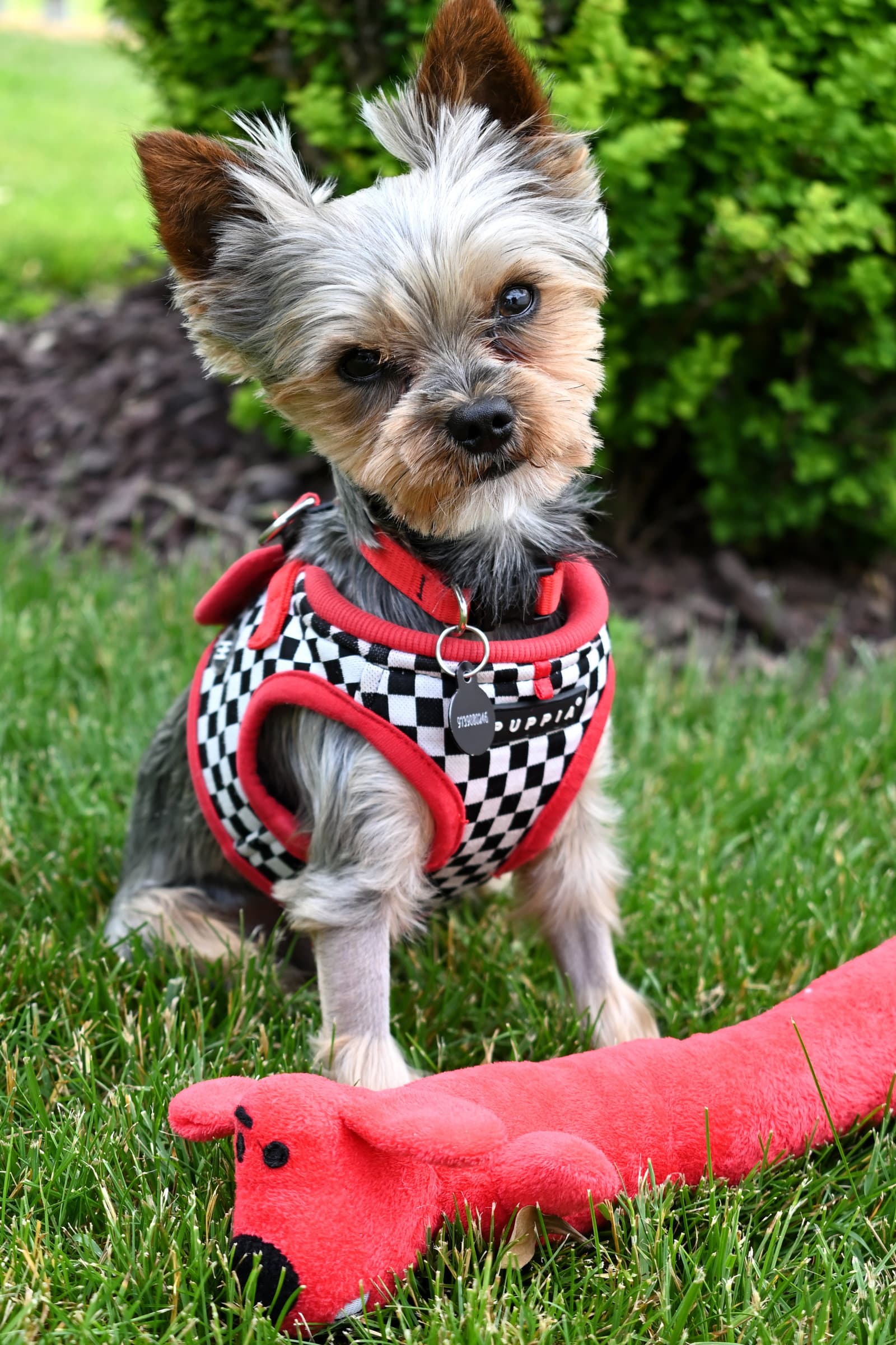 A Trevor - Yorkshire Terrier Yorkie