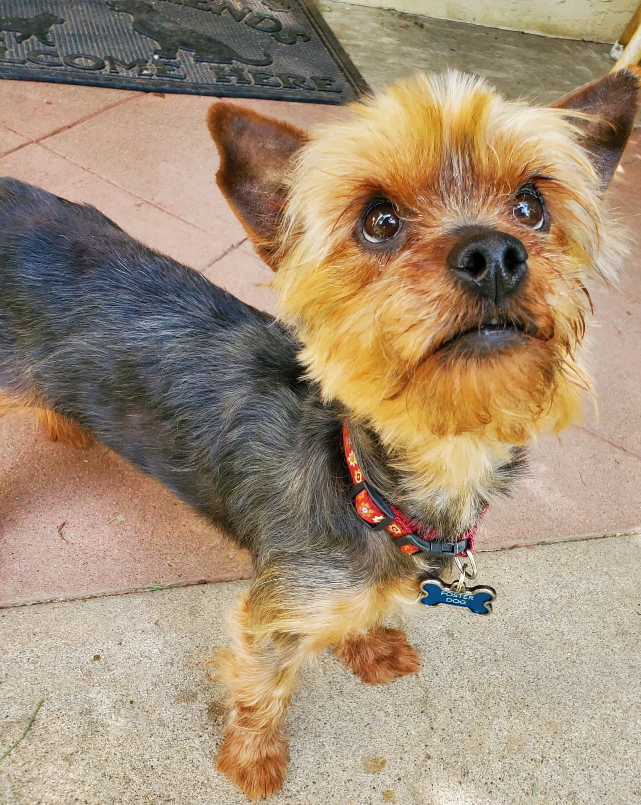 A Versace - Yorkshire Terrier Yorkie