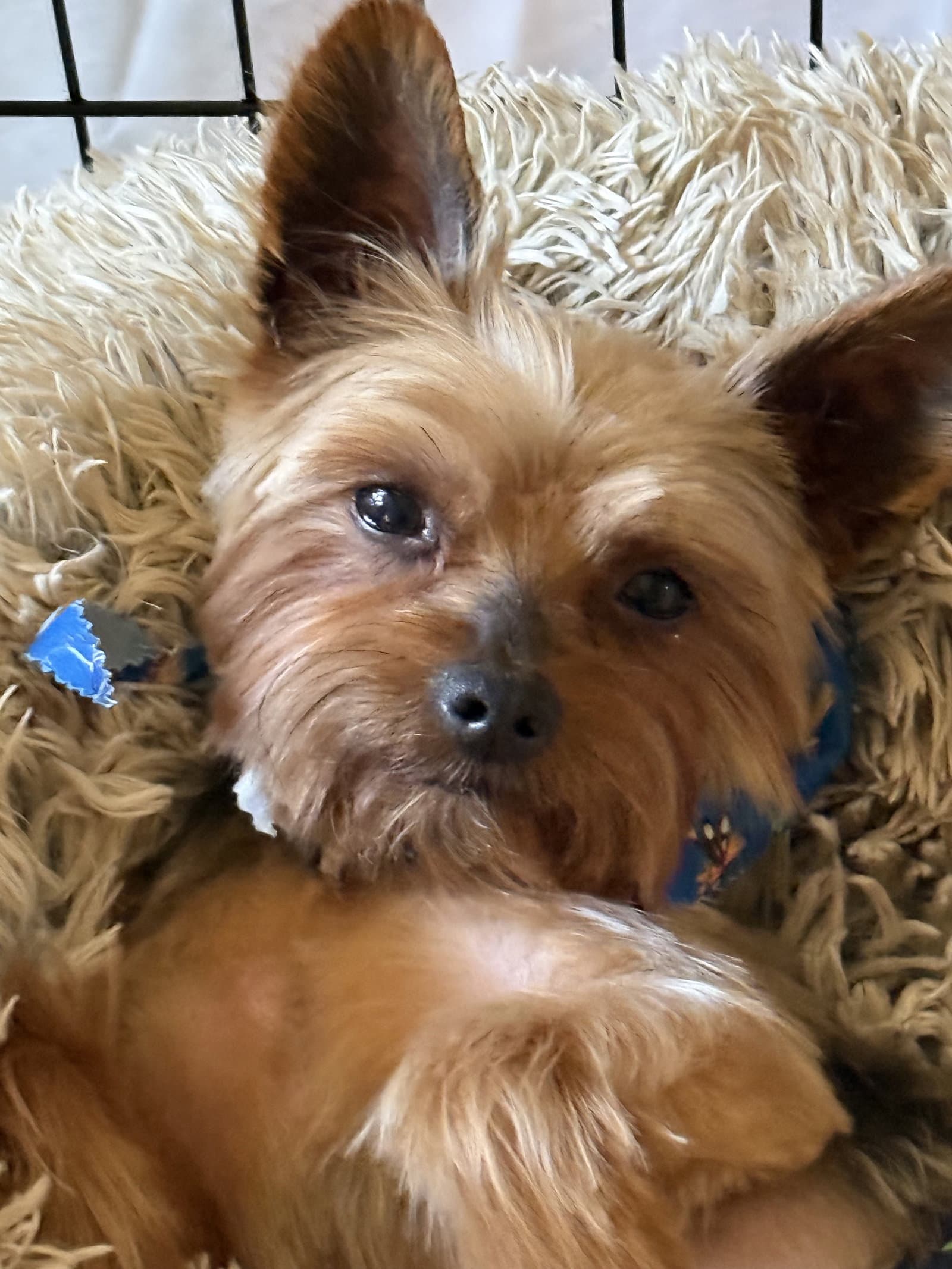 A Armani - Yorkshire Terrier Yorkie