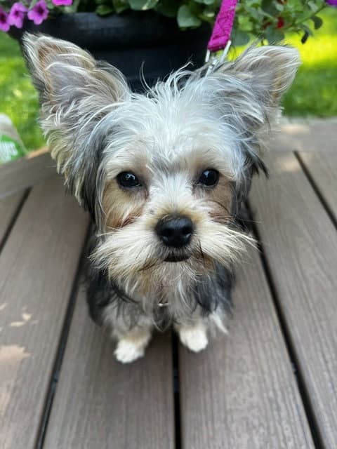 A Luci - Yorkshire Terrier Yorkie