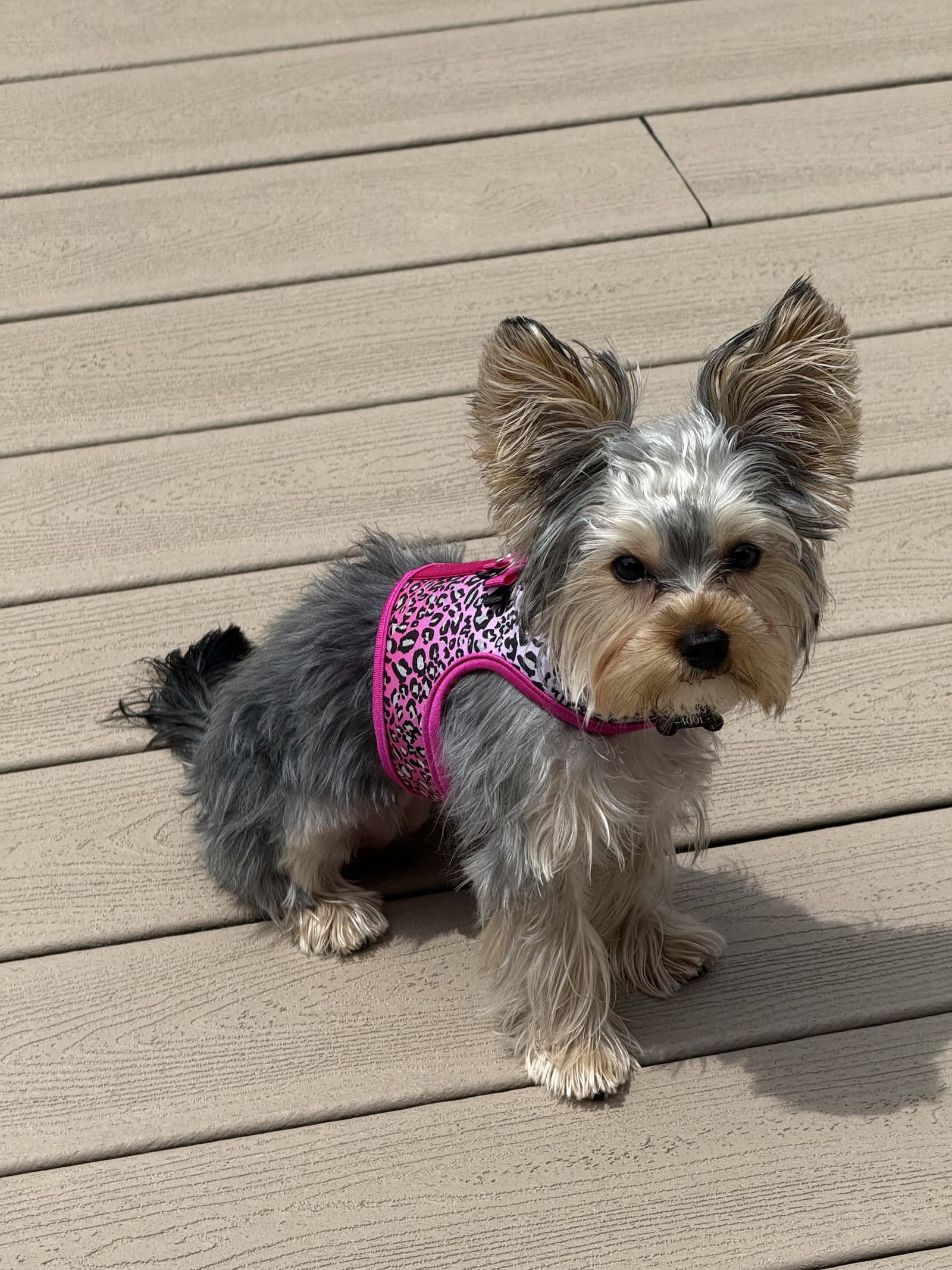 A Fendi - Yorkshire Terrier Yorkie