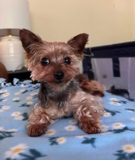A Casey - Yorkshire Terrier Yorkie