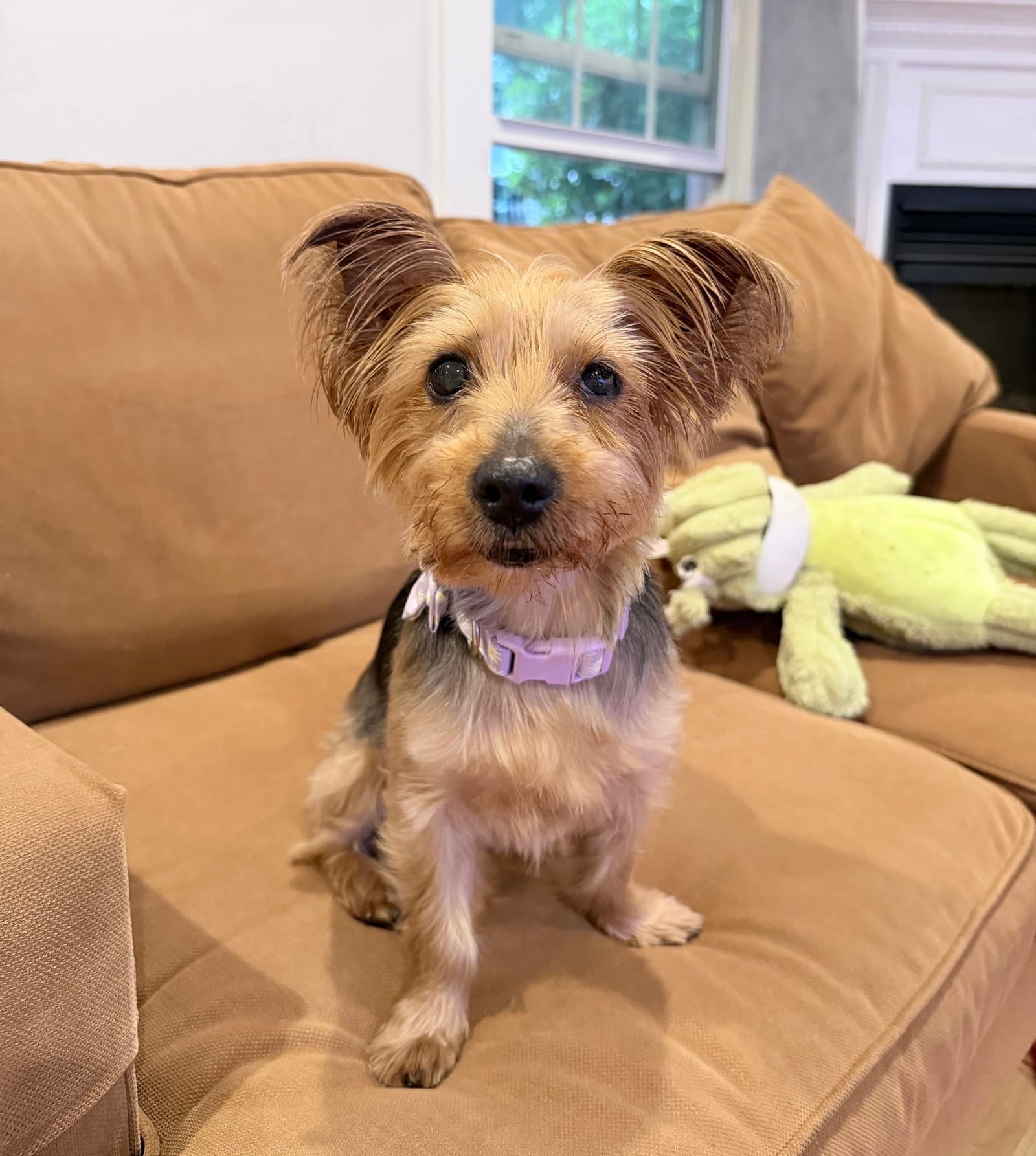 A Francesca - Yorkshire Terrier Yorkie