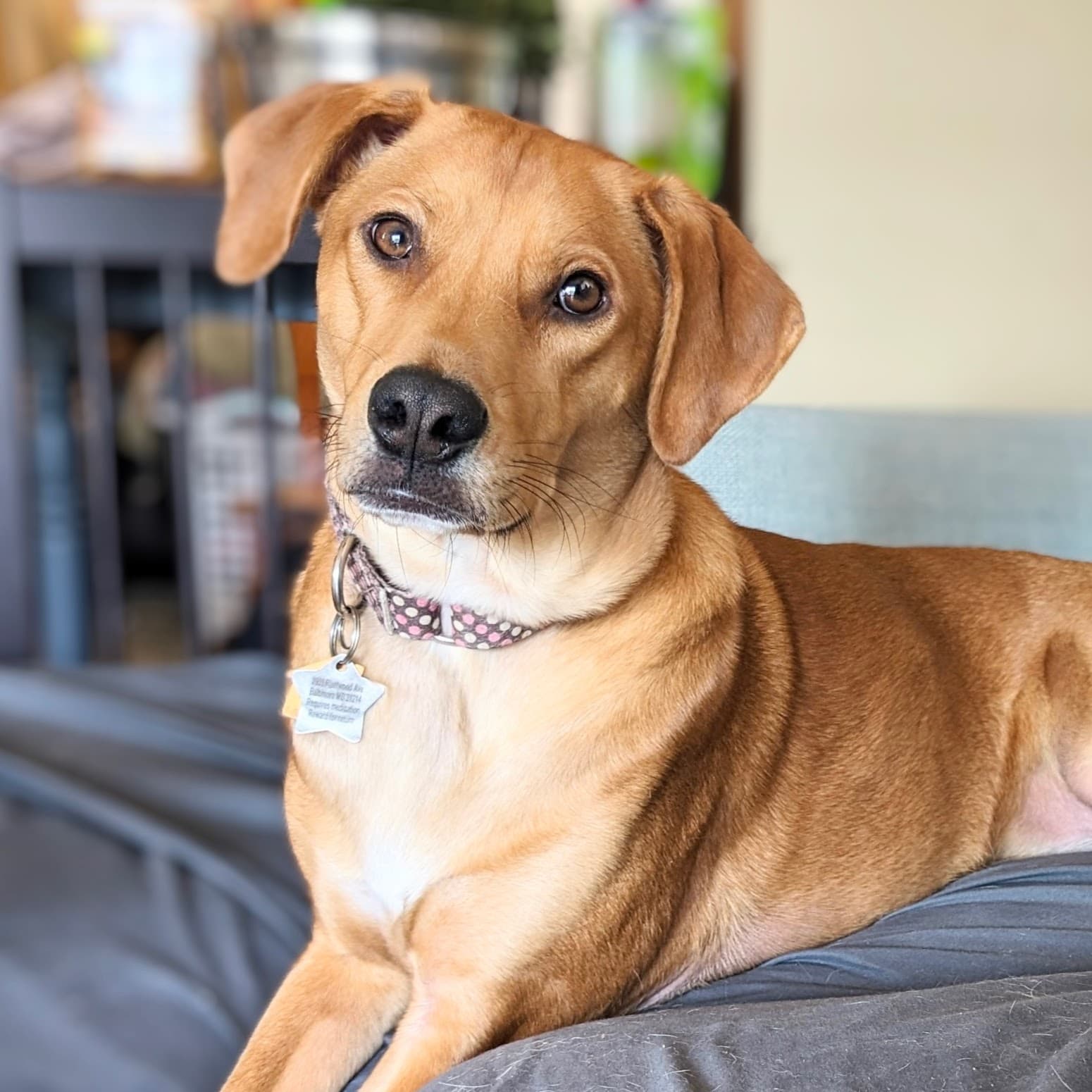 Moose Mcdougal - Labrador Retriever