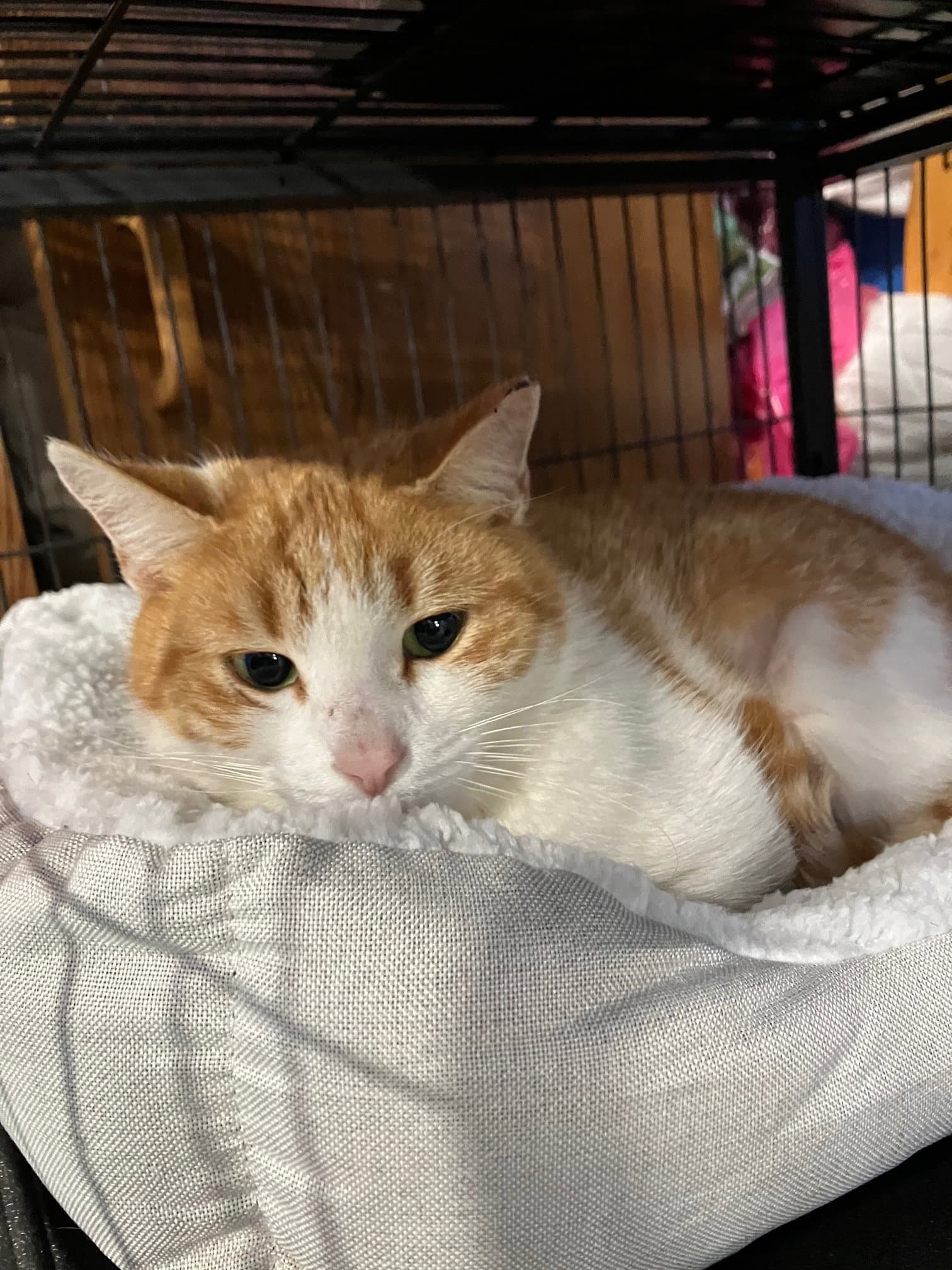 Blondie - Domestic Short Hair