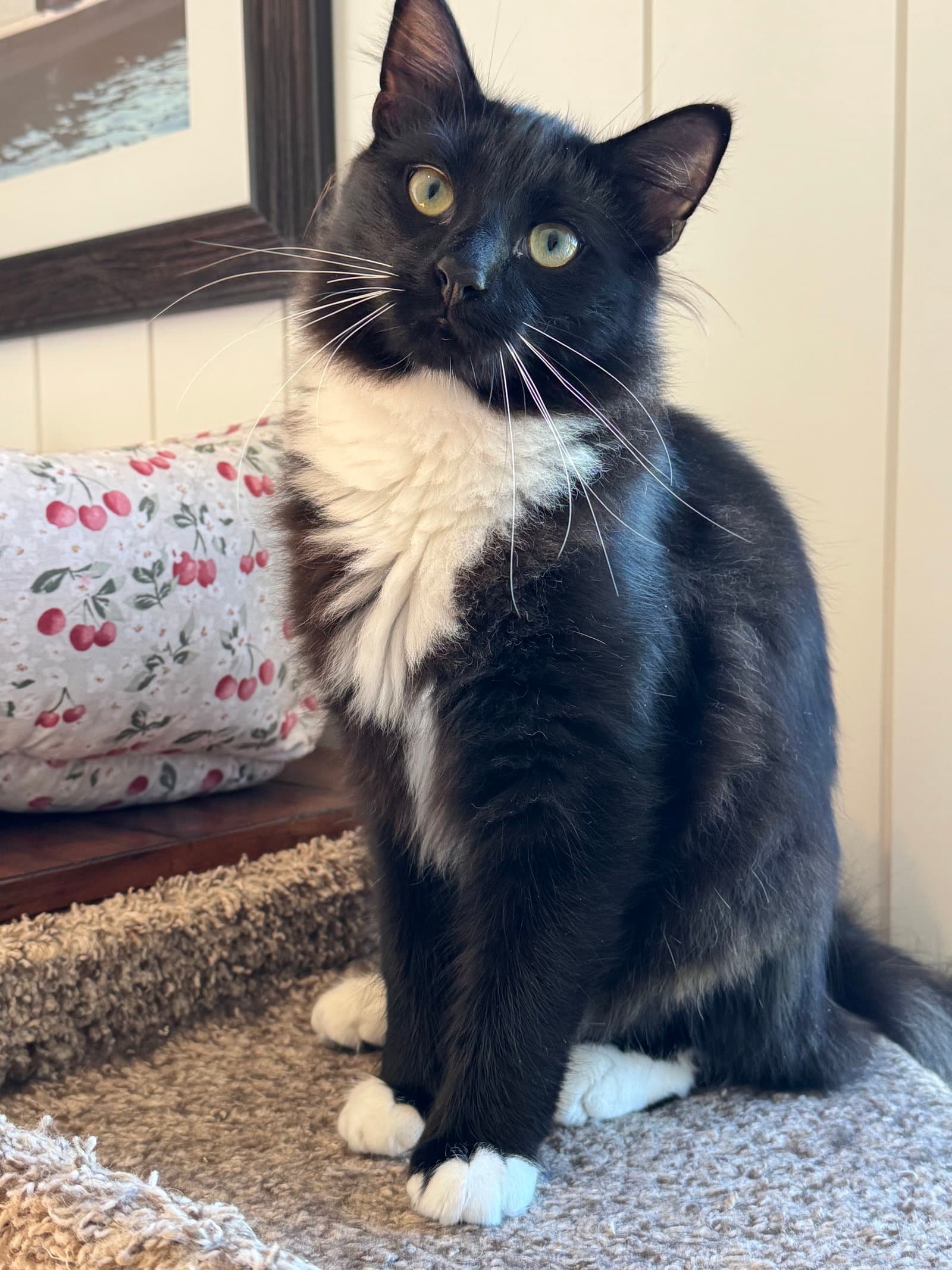 Wilbur - Domestic Long Hair