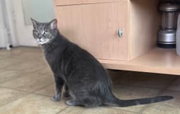 Timmy image 2