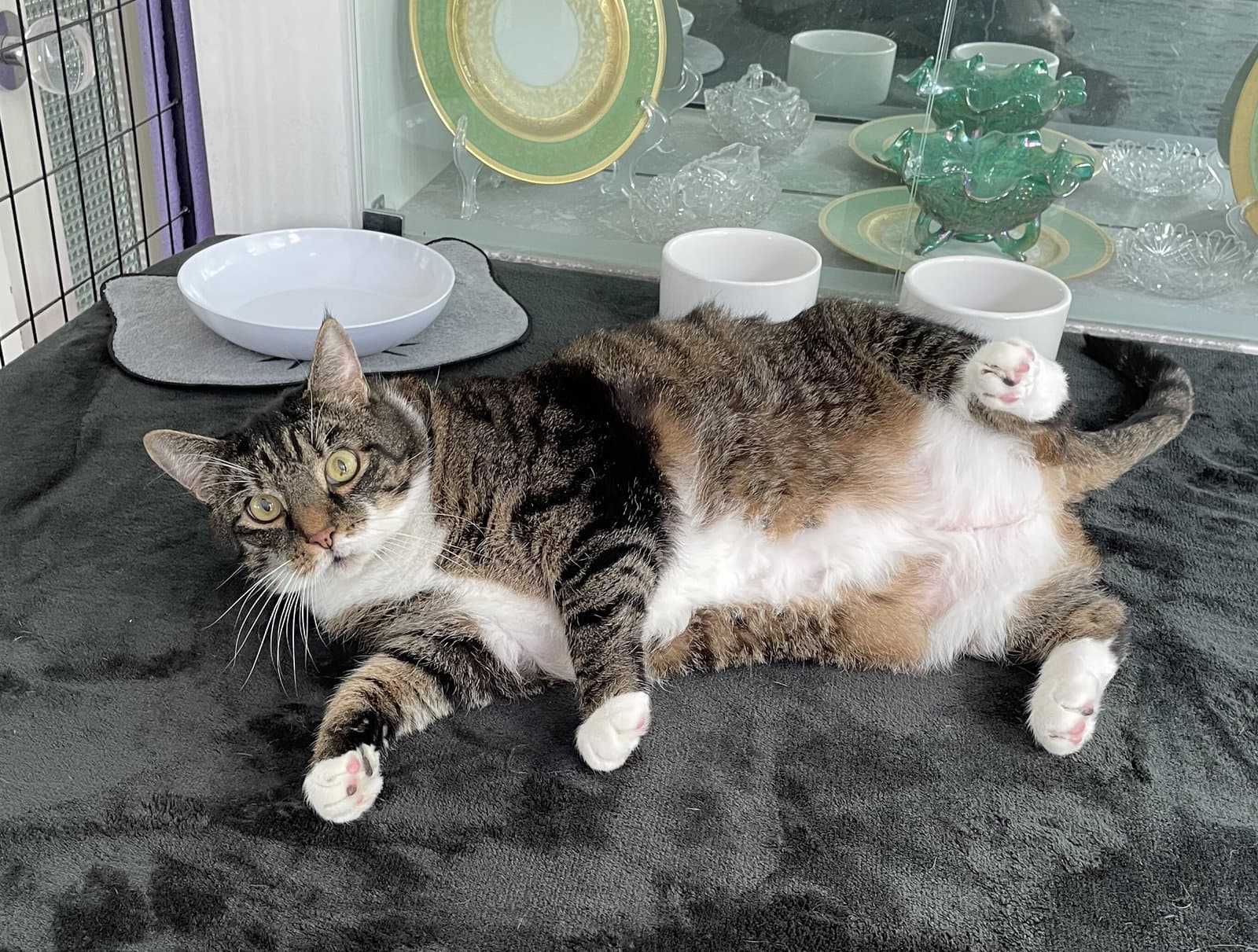 Calvin - Domestic Short Hair