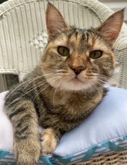 Phoebe image 1