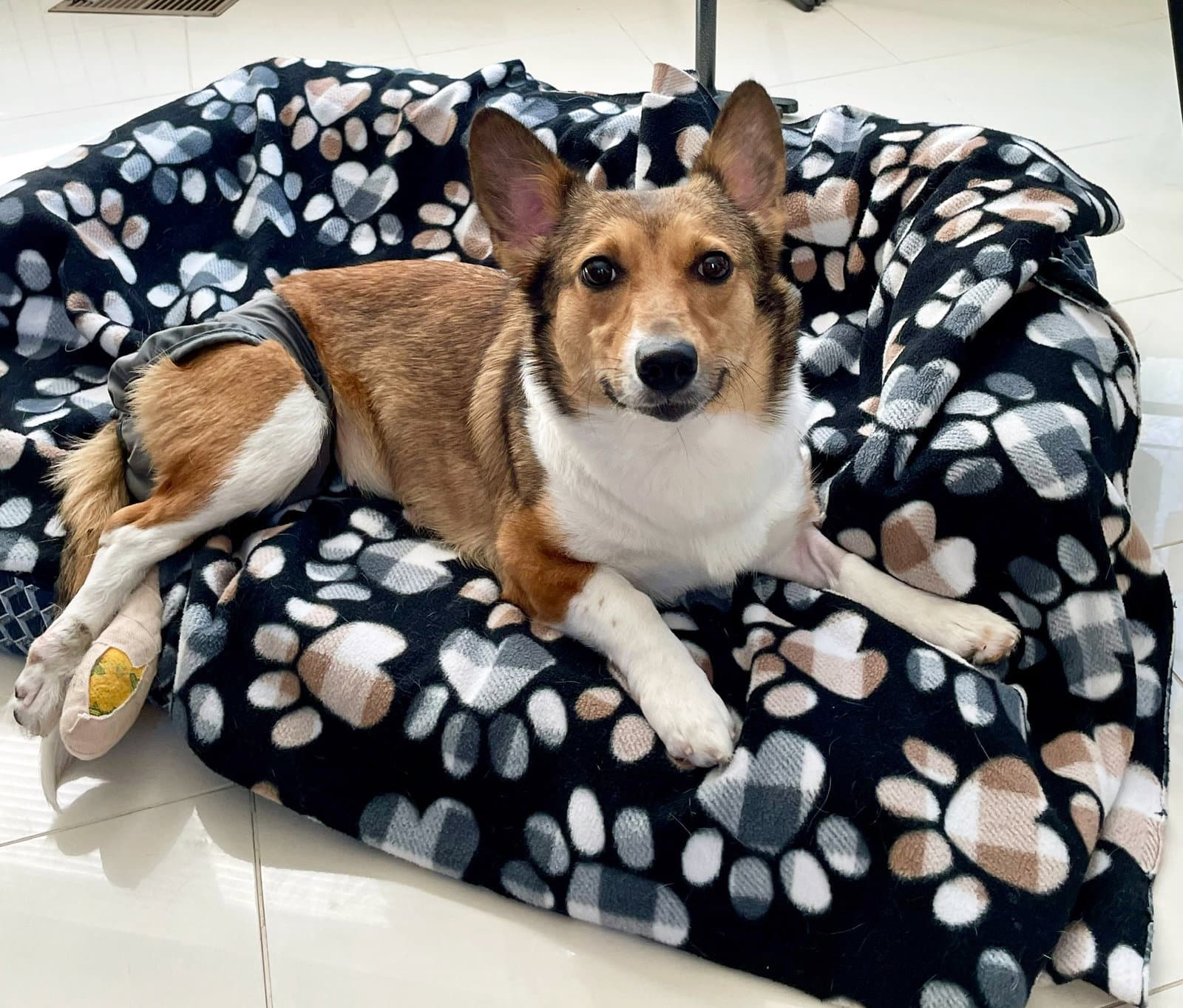 Sadie - Pembroke Welsh Corgi