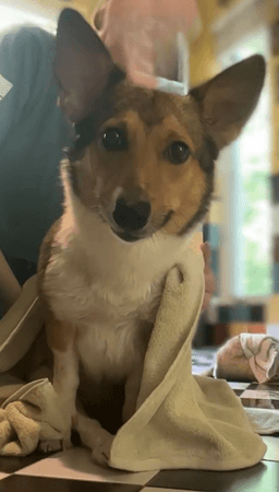 Sadie image 2