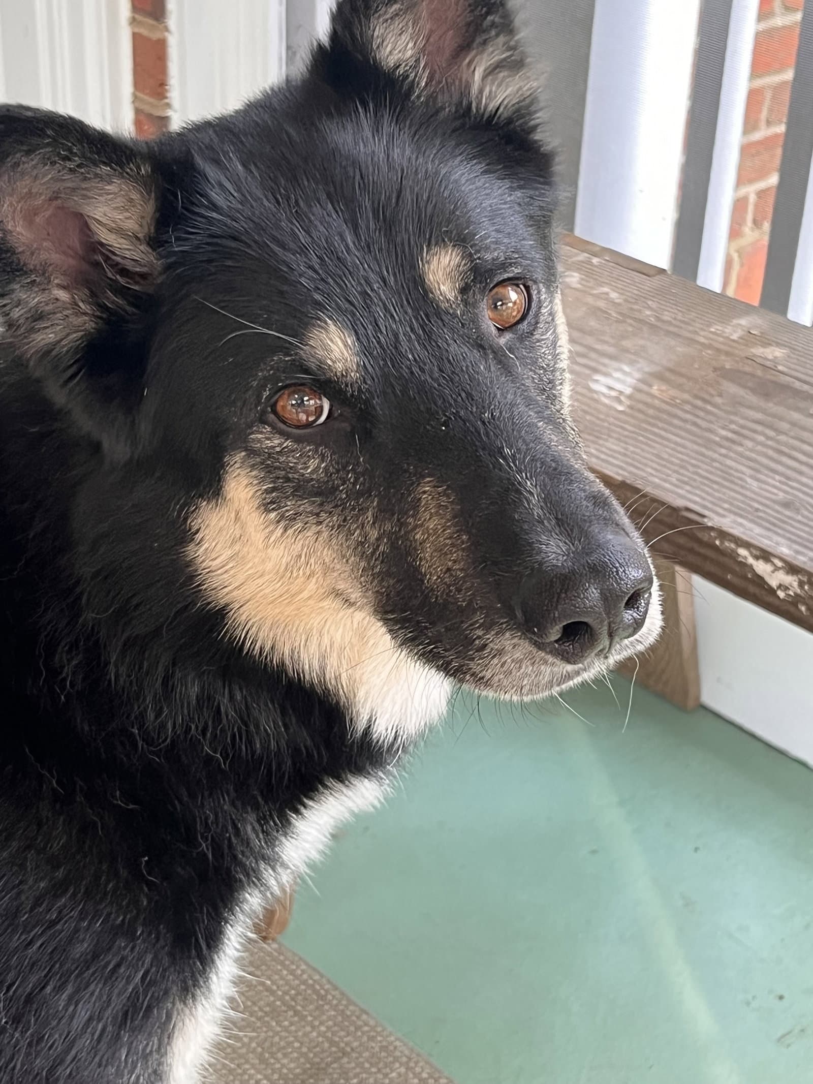 Prince - German Shepherd Dog