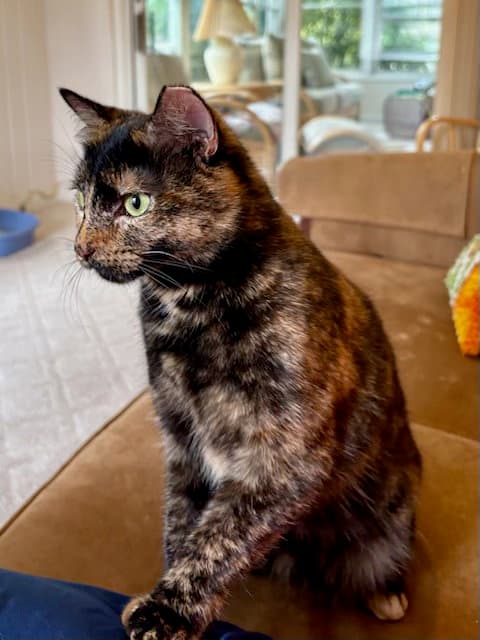 Tootsie