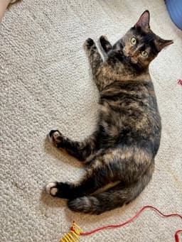 Tootsie image 2