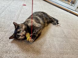 Tootsie image 3