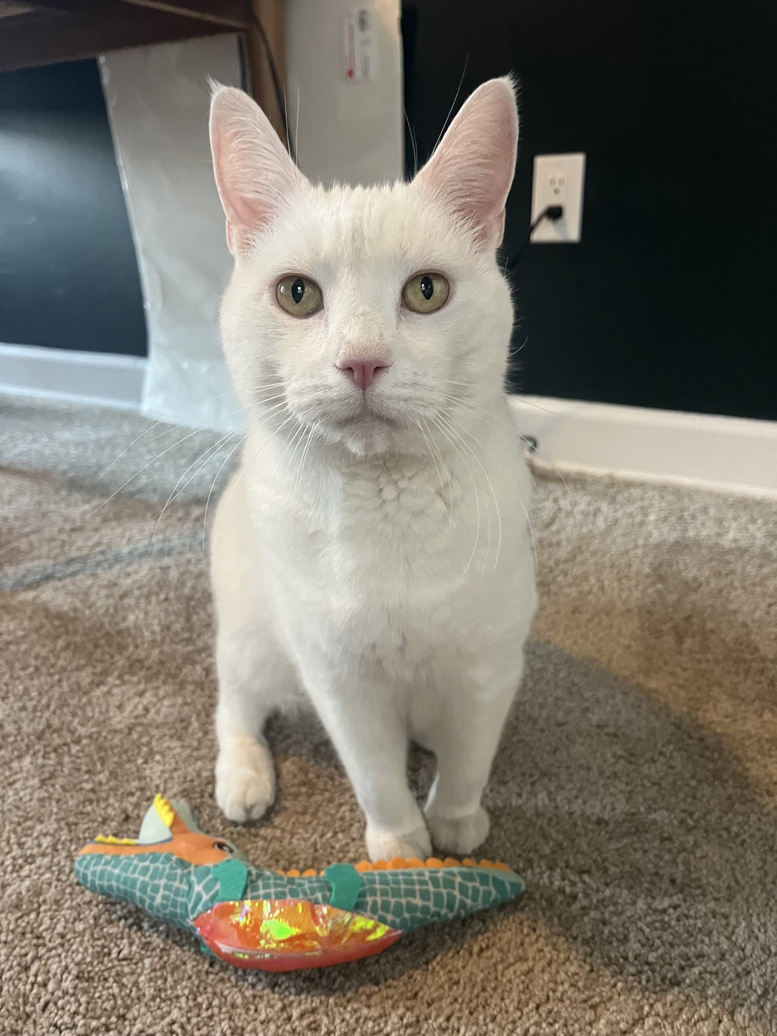 Sam - Domestic Short Hair