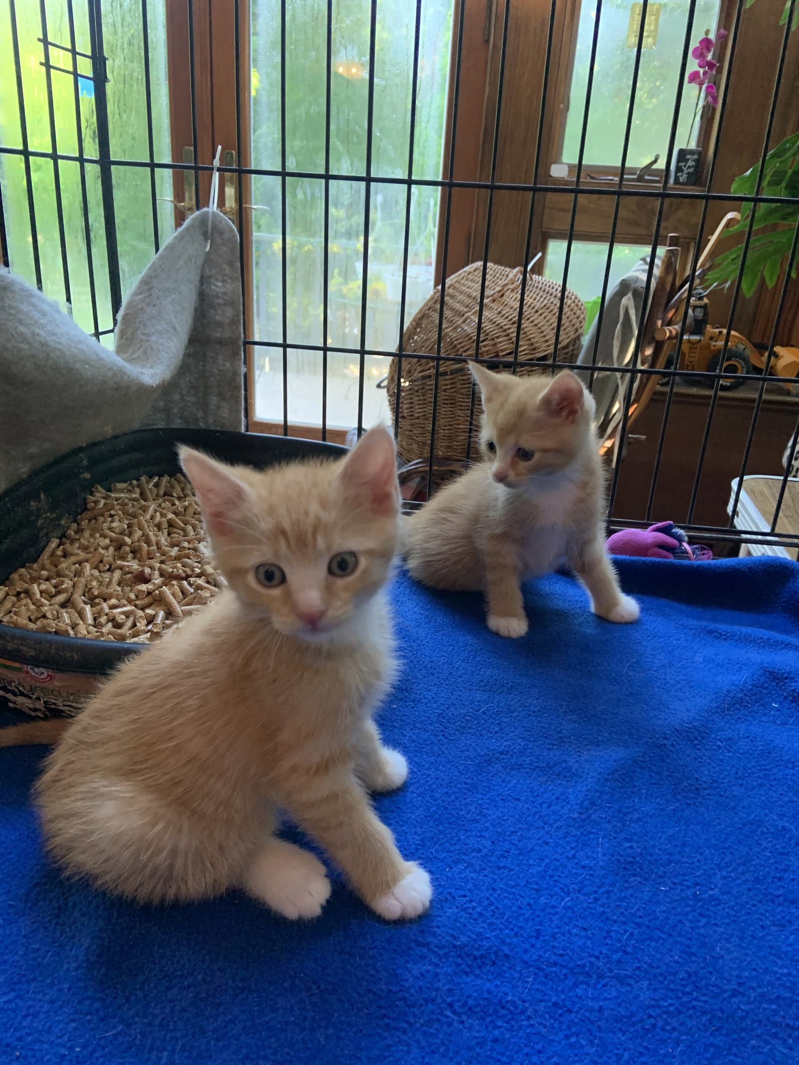 Quincy - Domestic Short Hair