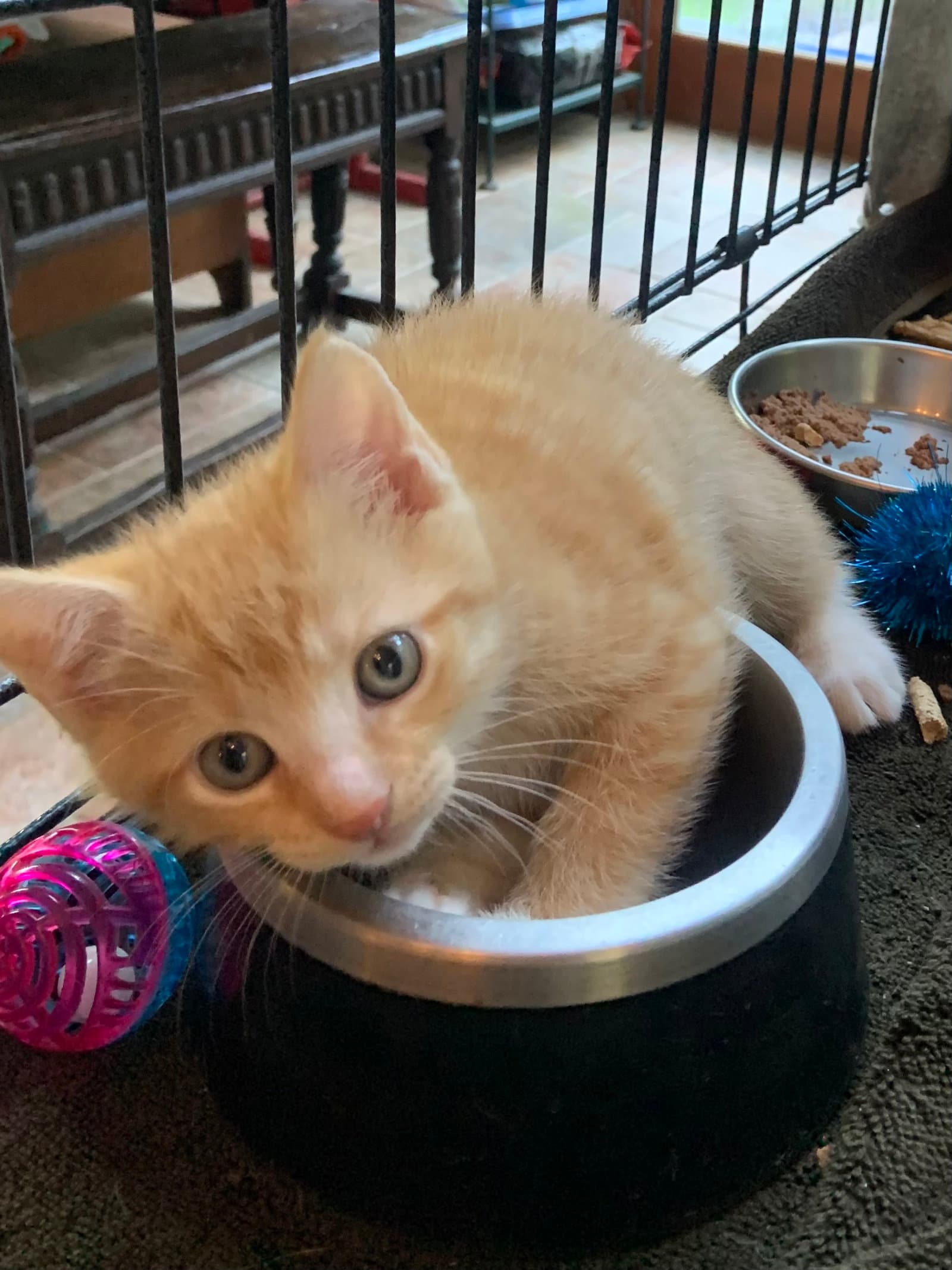 Zachary - Domestic Short Hair