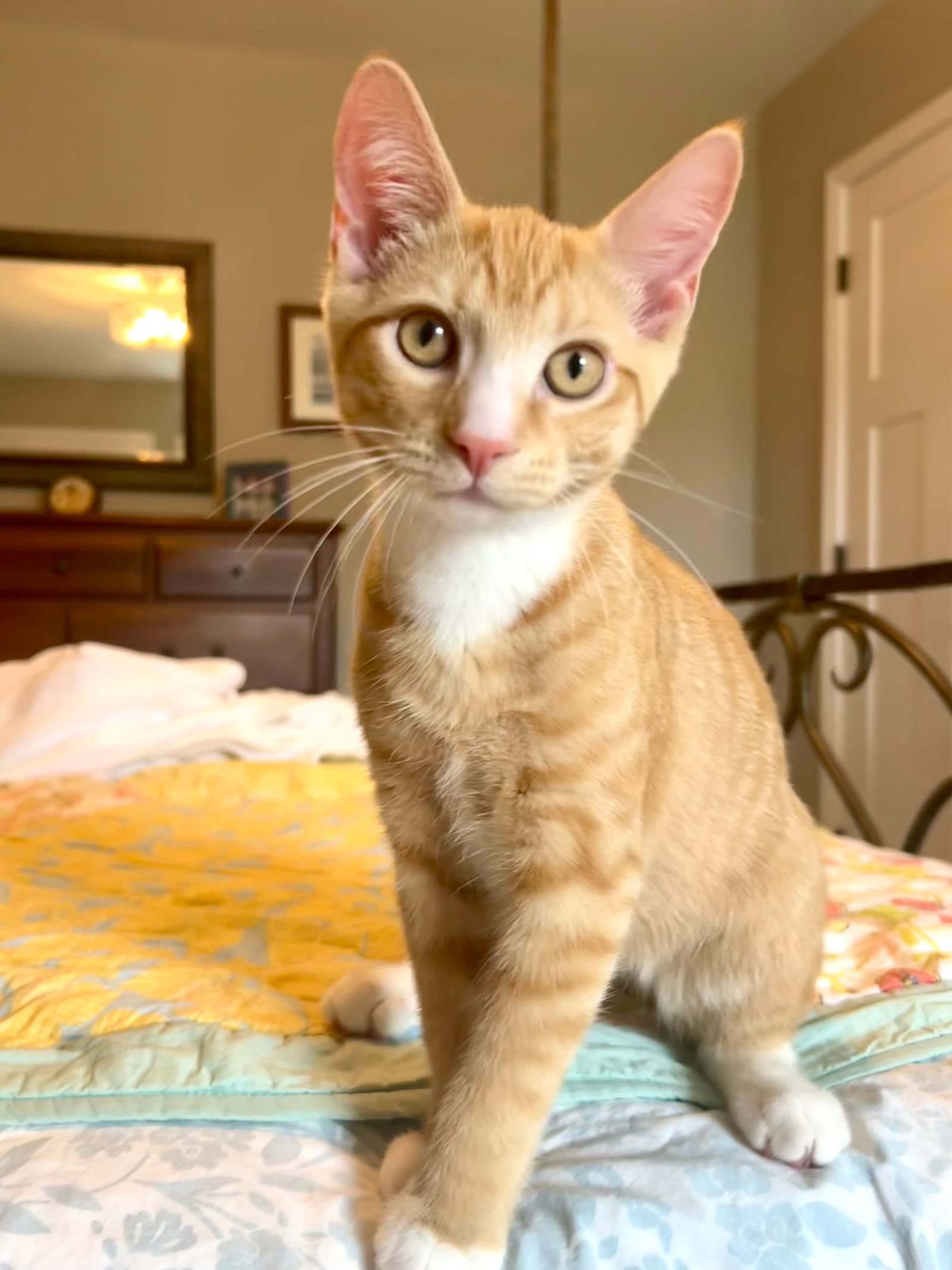 Grover - Domestic Short Hair