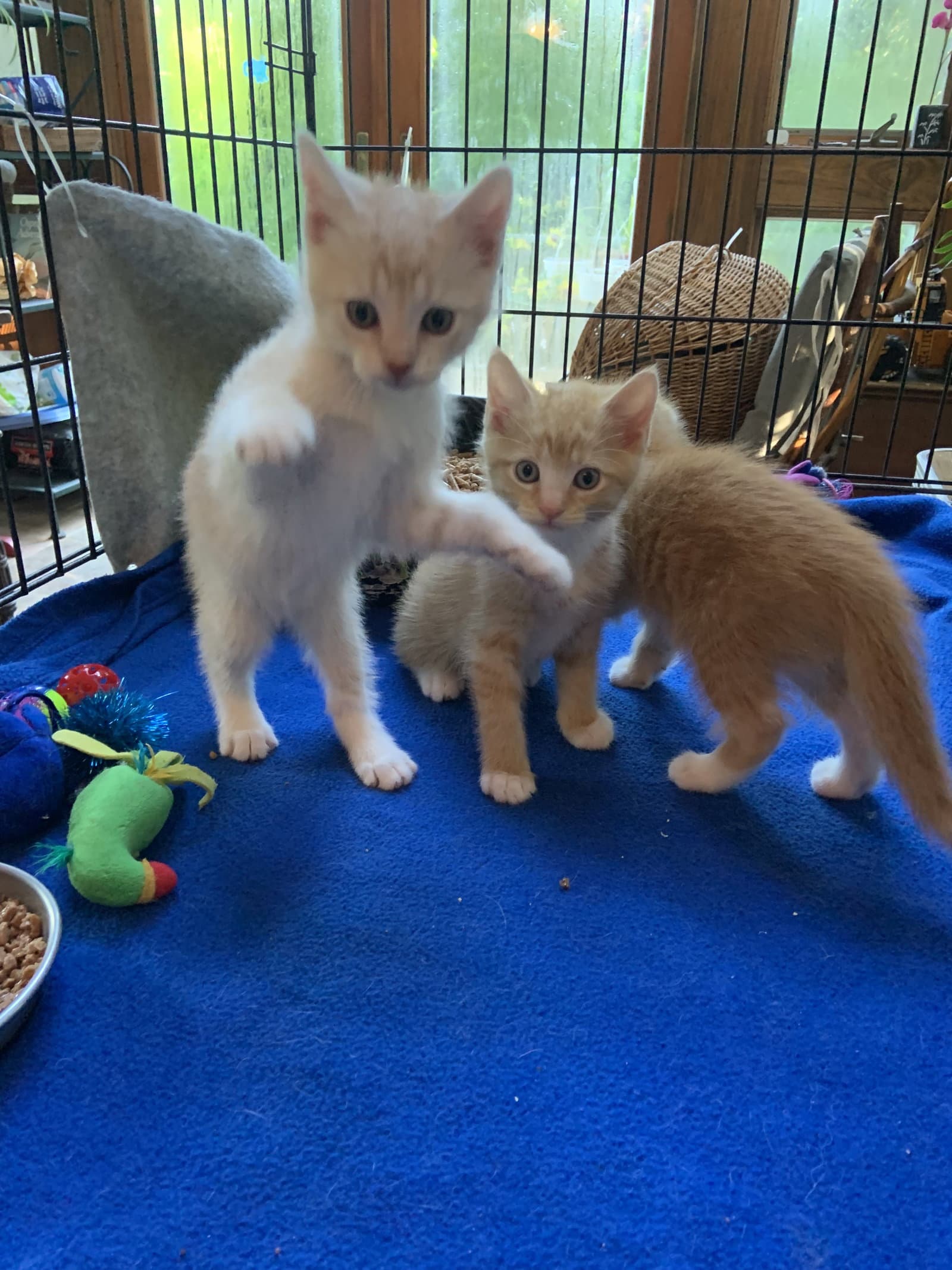 Calvin - Domestic Short Hair
