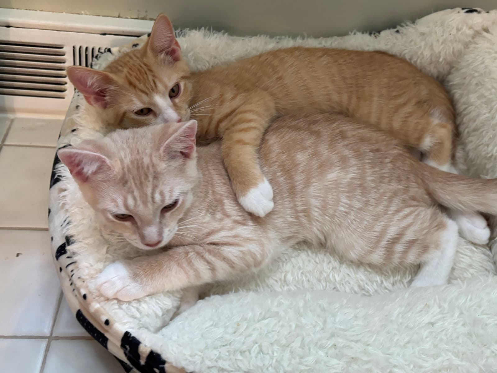 Calvin - Domestic Short Hair