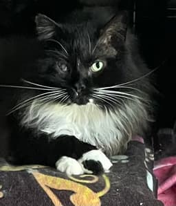 Clarence image 1