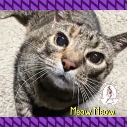 Meow Meow image 1