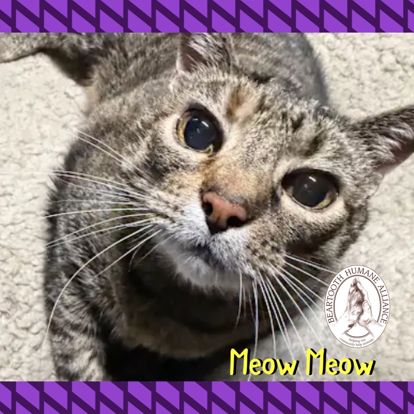 Meow Meow - Domestic Short Hair