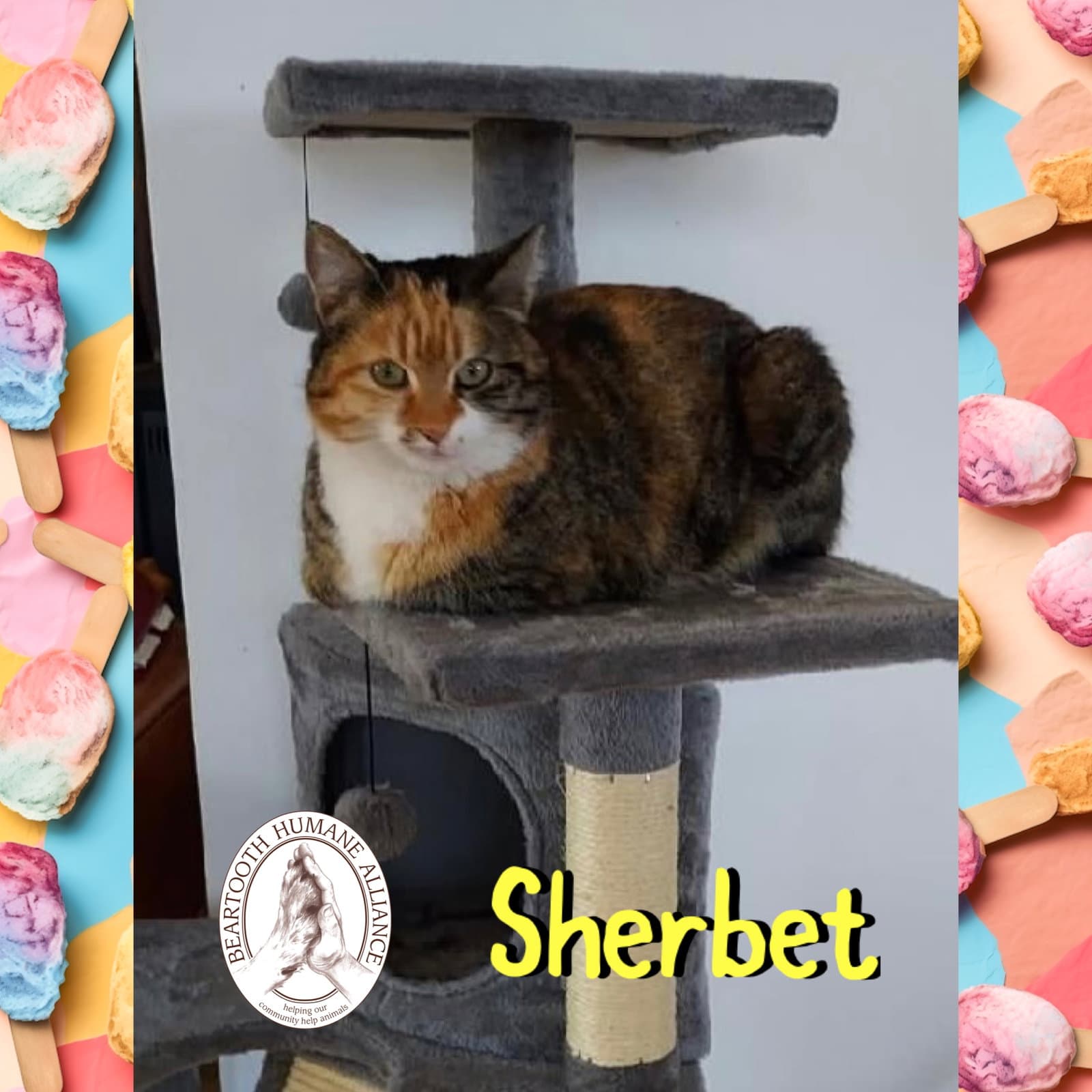Sherbet - Domestic Short Hair