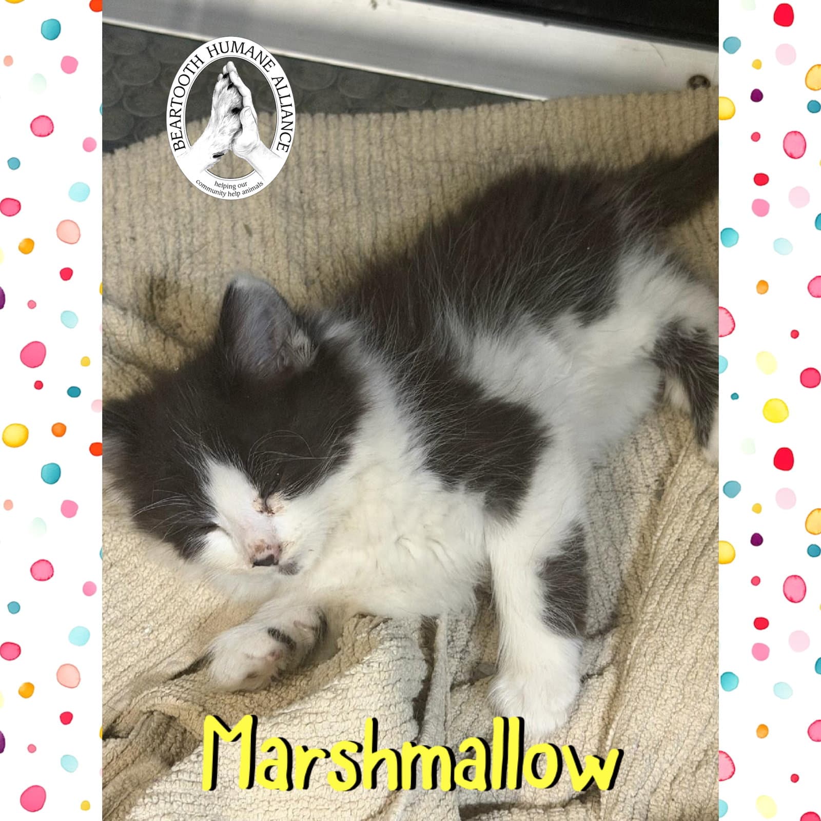 Marshmallow - Domestic Long Hair
